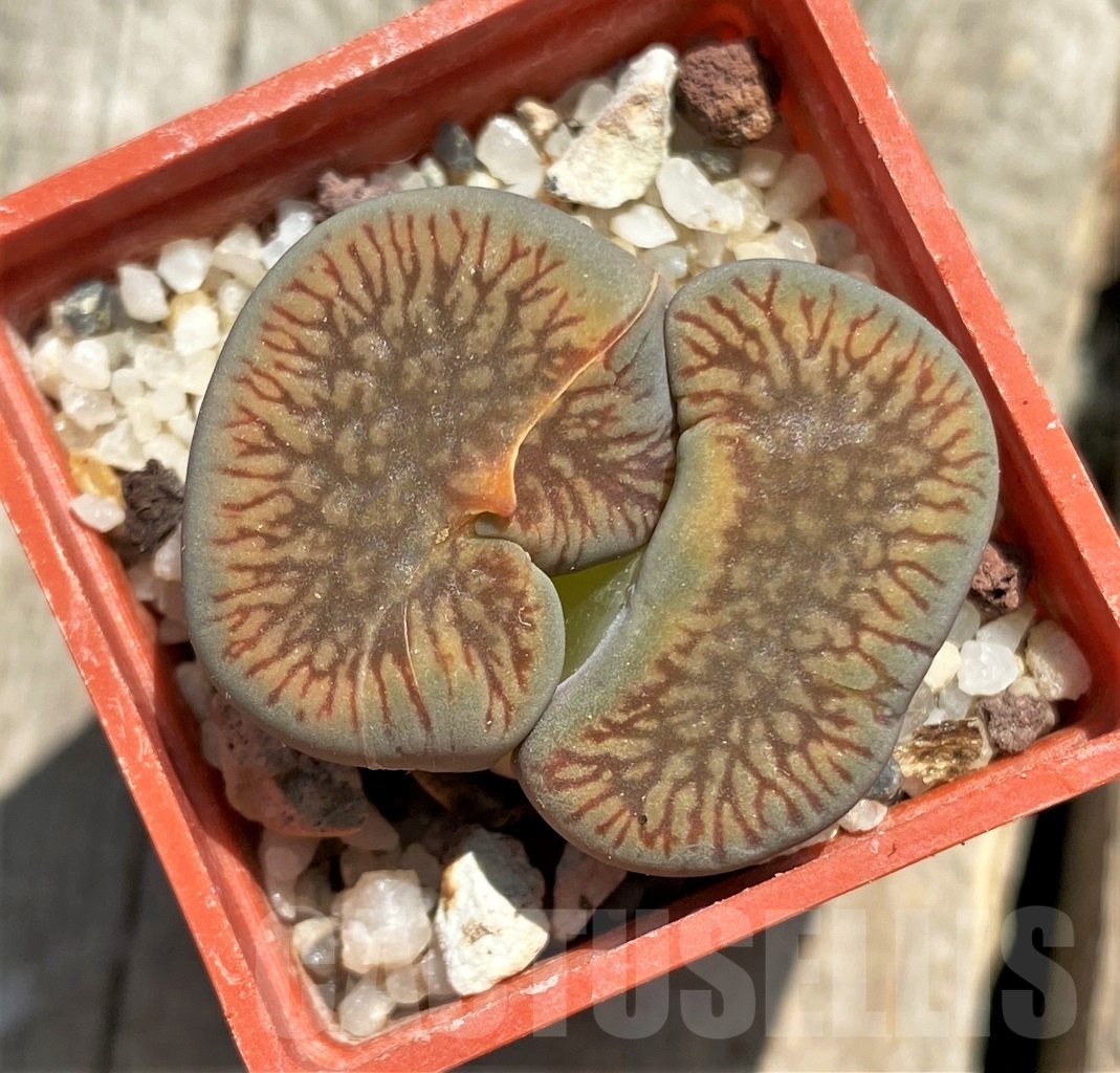 SHPR11767 Lithops aucampiae ssp. euniceae v. fluminalis f. monstrosa ?