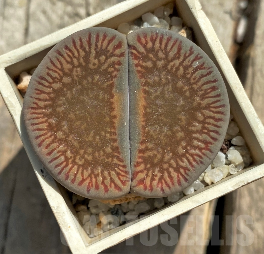 SHPR11768 Lithops aucampiae ssp. euniceae v. fluminalis