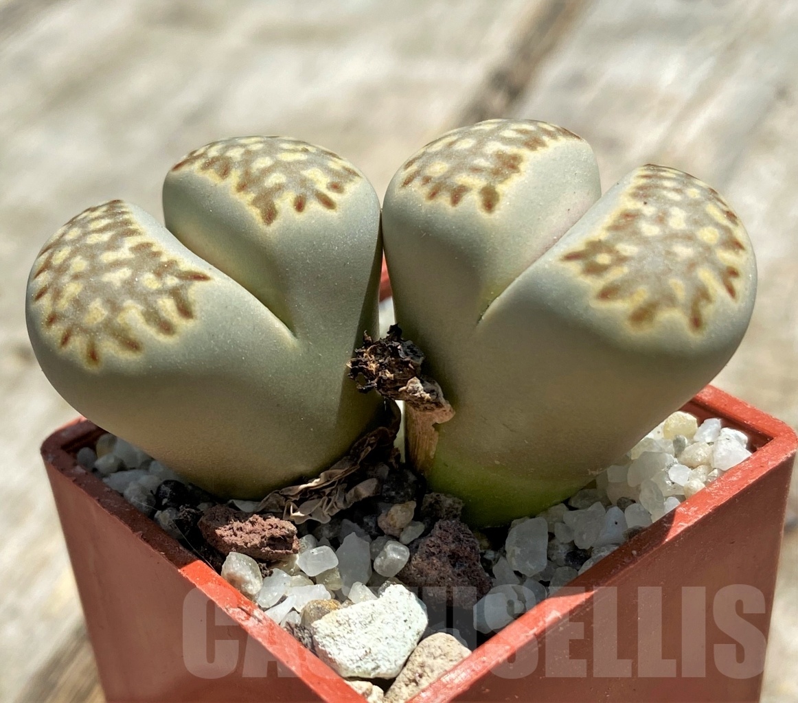 SHPR11770 Lithops julii v fulleri -Swartbaks- SH