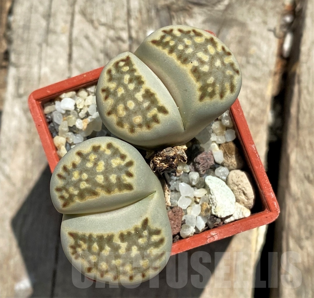 SHPR11770 Lithops julii v fulleri -Swartbaks- SH - Imagen 2