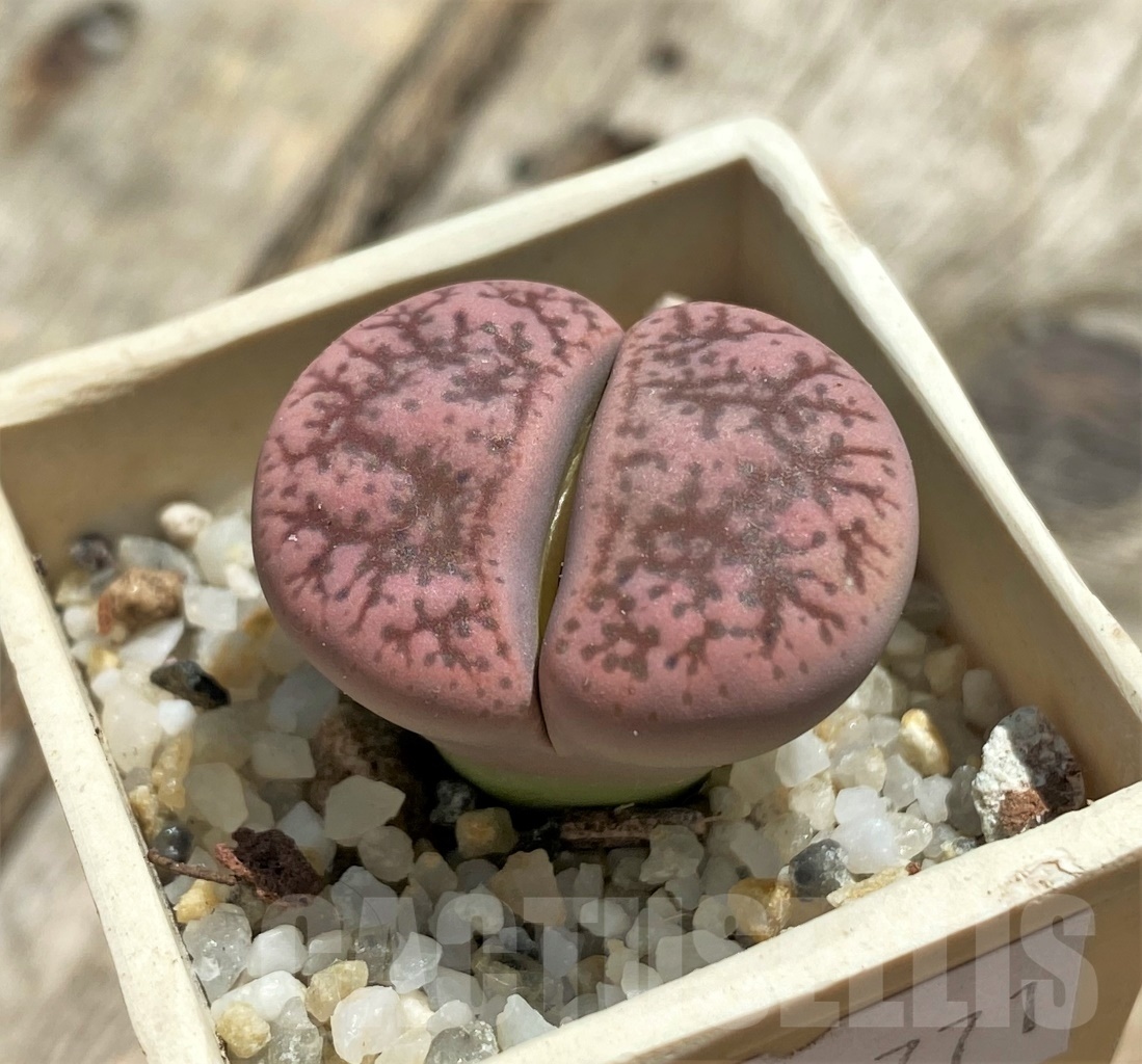 SHPR11771 Lithops gesinae Pink form -Namibia-