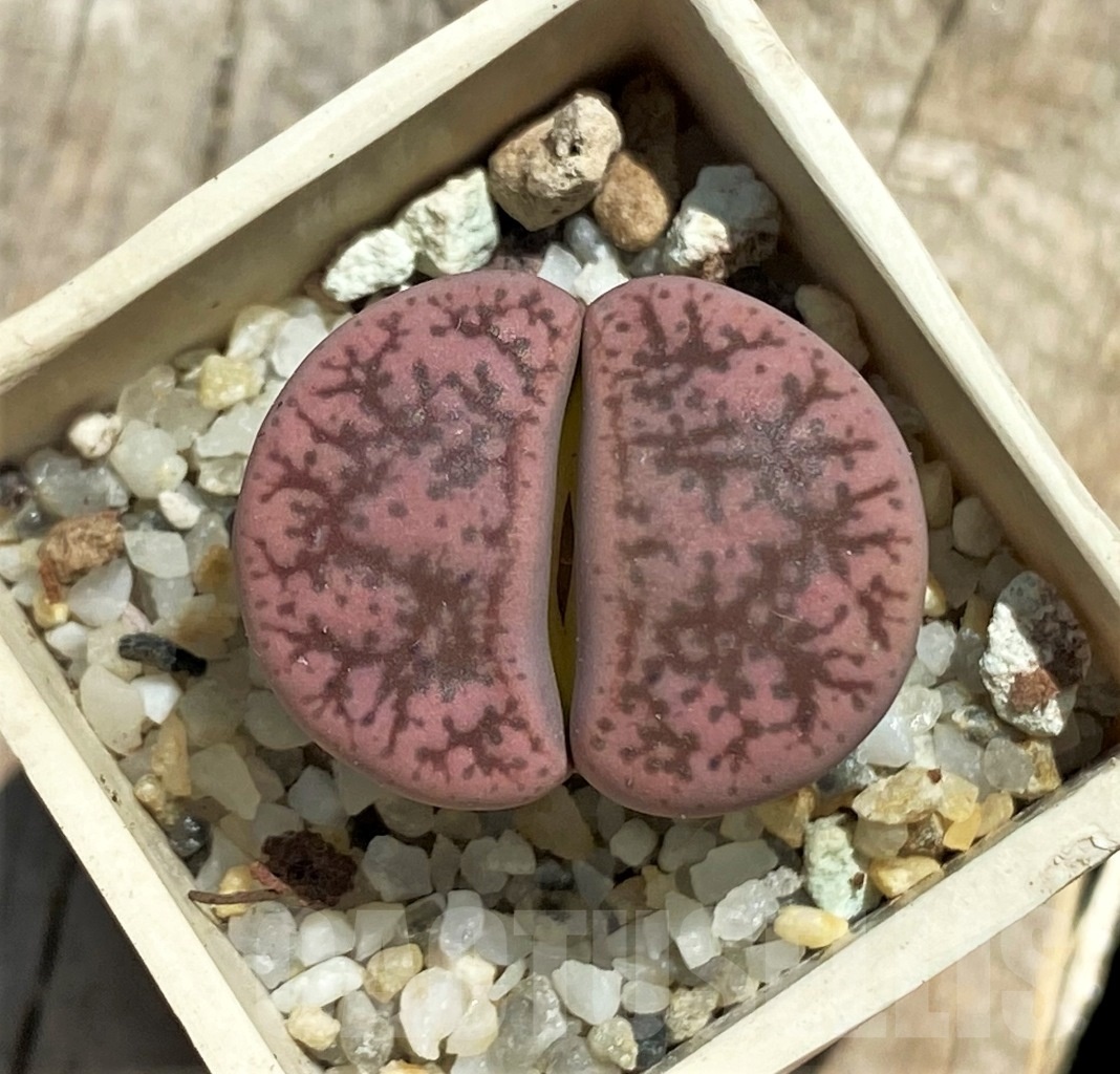 SHPR11771 Lithops gesinae Pink form -Namibia- - Obrázek 2