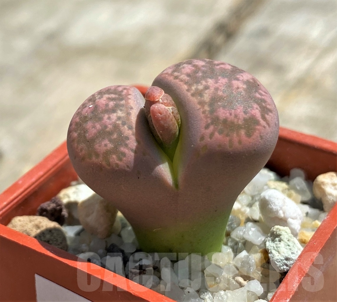 SHPR11772 Lithops gesinae Pink form -Namibia-