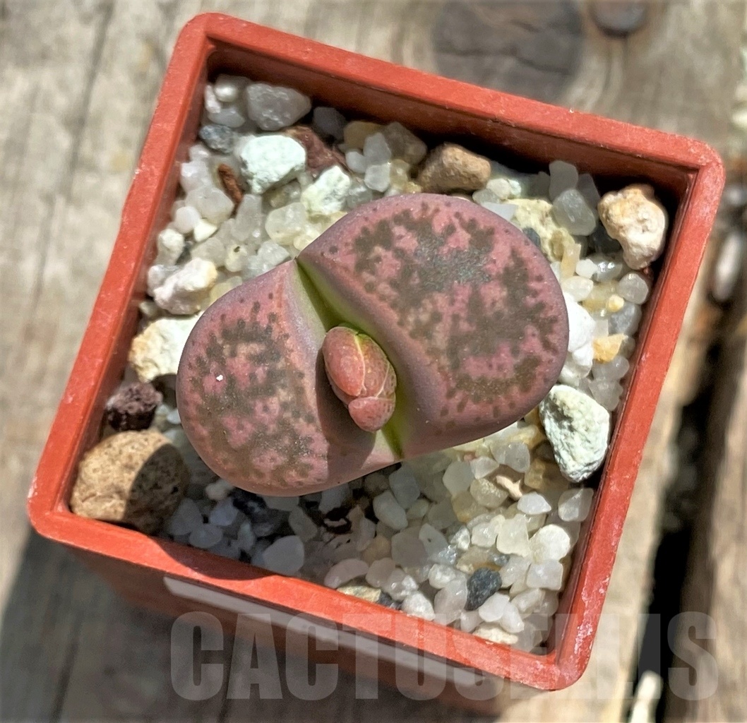SHPR11772 Lithops gesinae Pink form -Namibia- - Obrázek 2