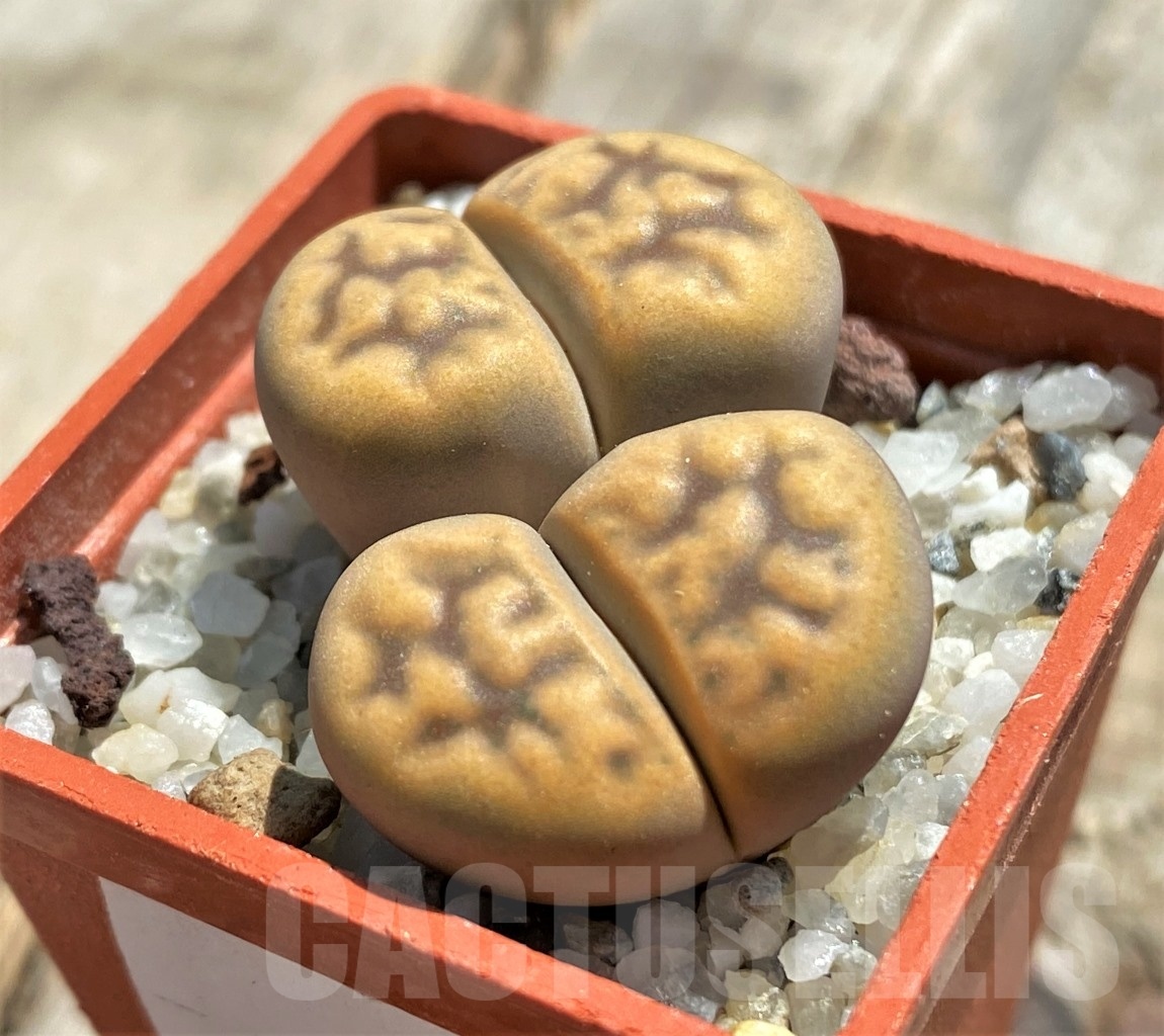 SHPR11773 Lithops karasmontana v. aiaisensis 'Orange'