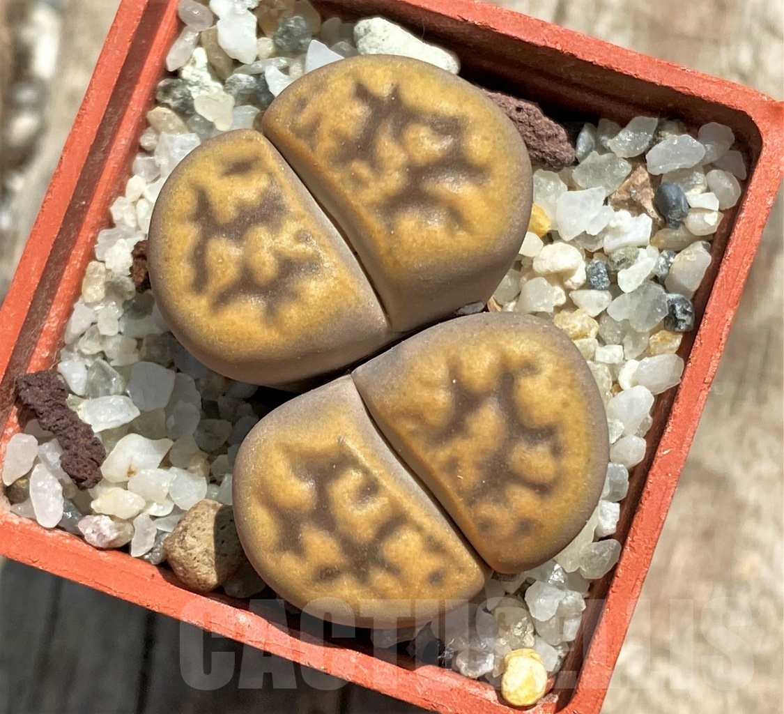 SHPR11773 Lithops karasmontana v. aiaisensis 'Orange' - Image 2