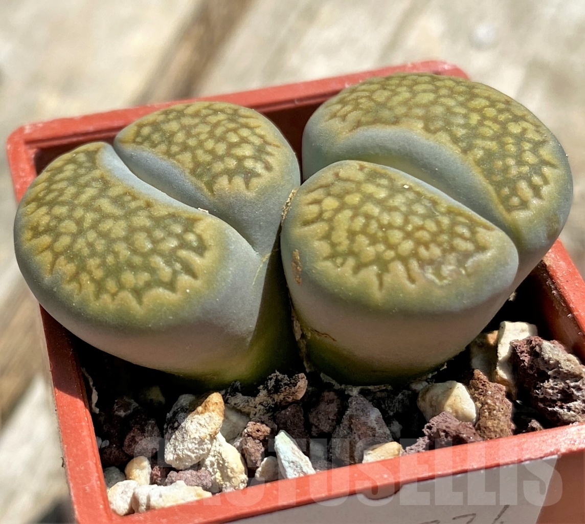 SHPR11774 Lithops hallii