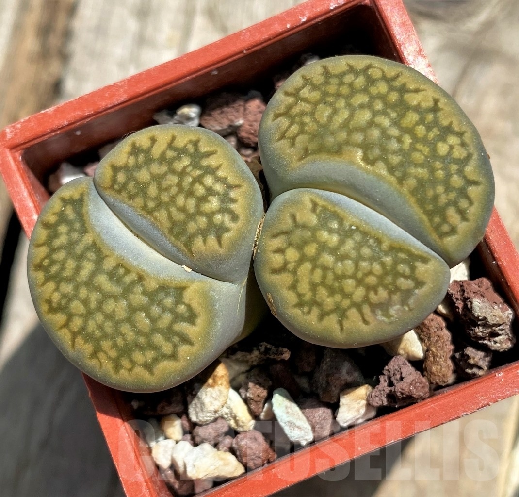 SHPR11774 Lithops hallii - Image 2