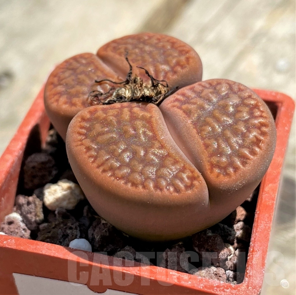 SHPR11775 Lithops hookeri v. marginata C 089