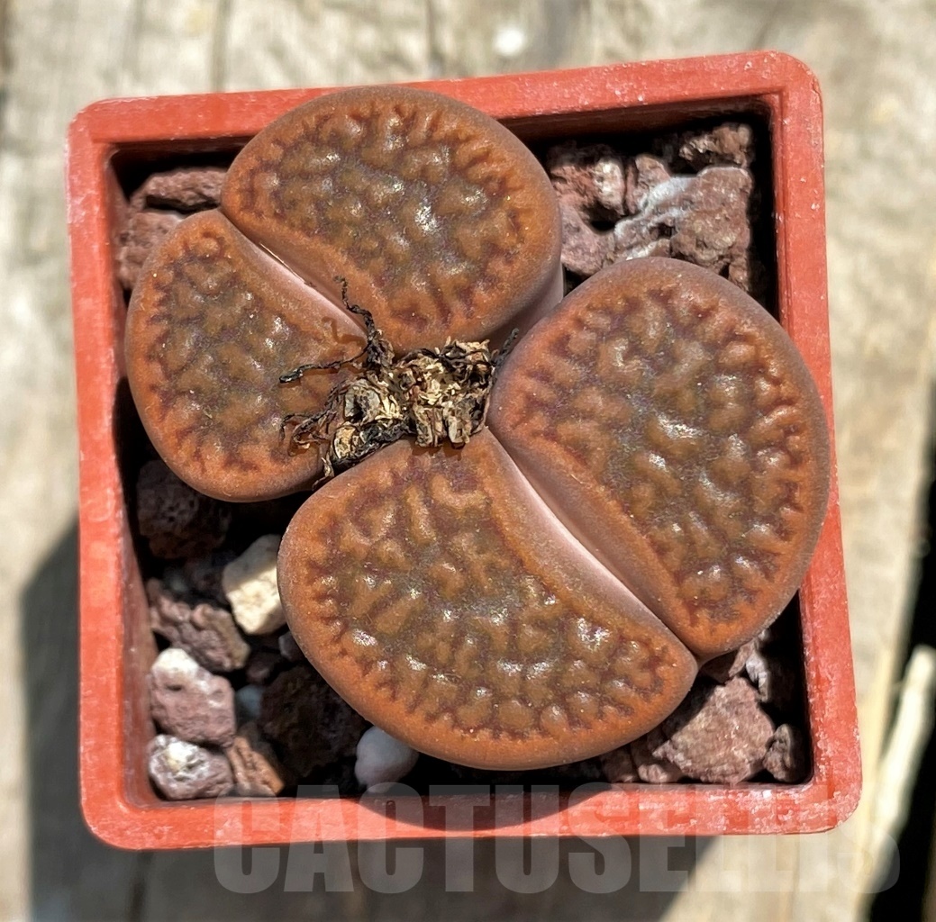SHPR11775 Lithops hookeri v. marginata C 089 - Image 2
