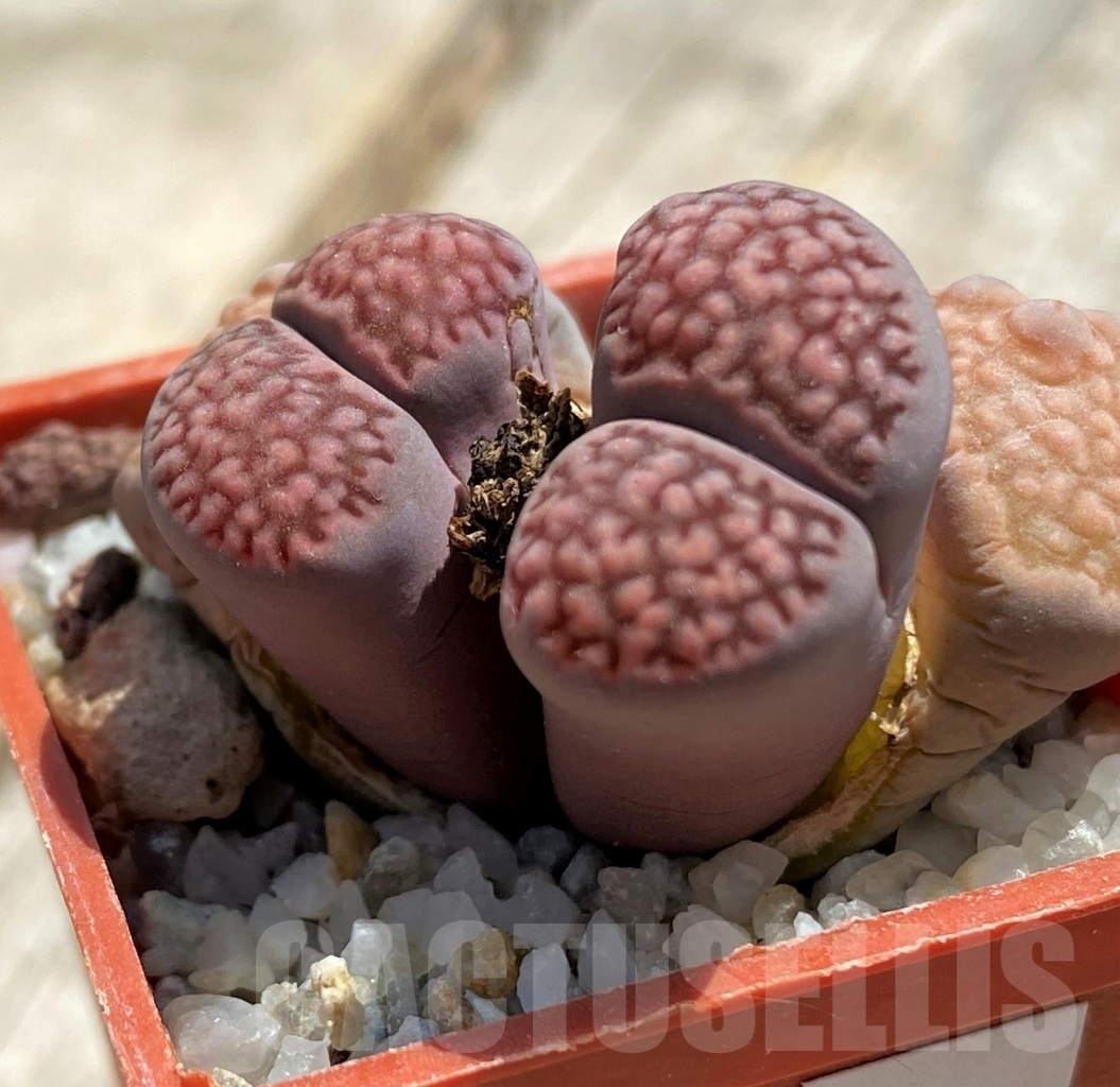 SHPR11777 Lithops julii x salicola ‘Bachus’