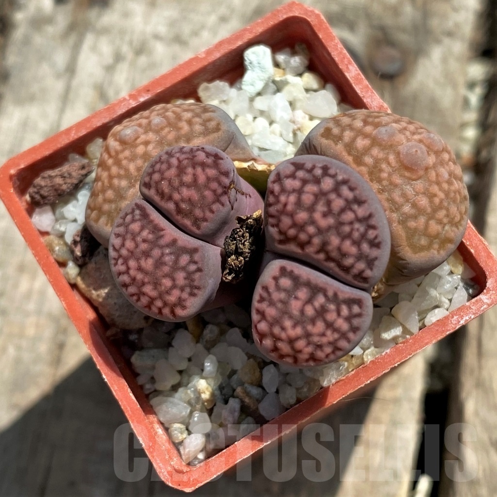 SHPR11777 Lithops julii x salicola ‘Bachus’ - Image 2