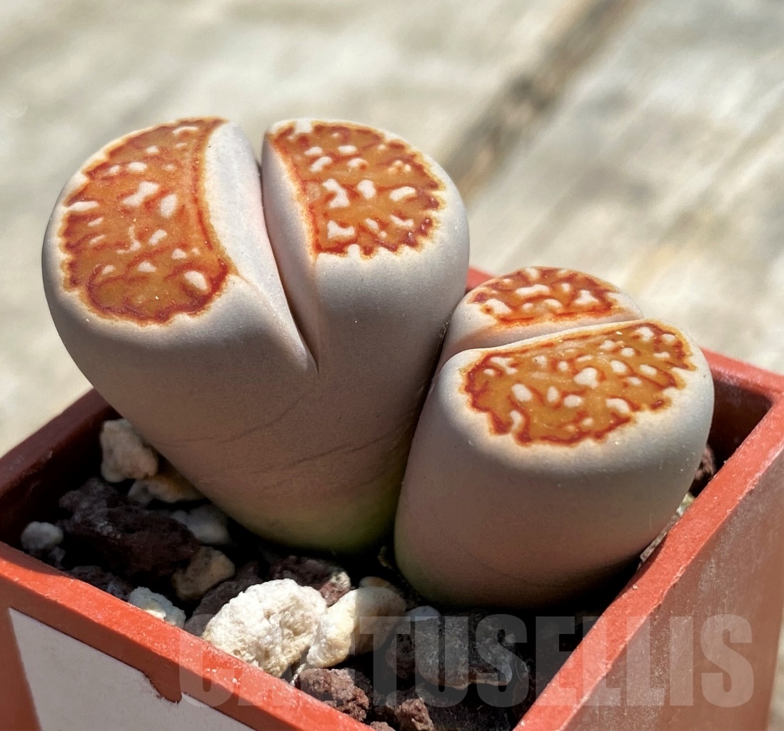 SHPR11779 Lithops julii ‘Kikushogiyoku’ x hookeri