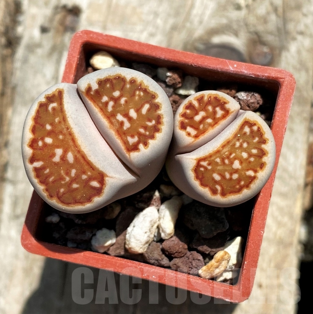 SHPR11779 Lithops julii ‘Kikushogiyoku’ x hookeri - Image 2