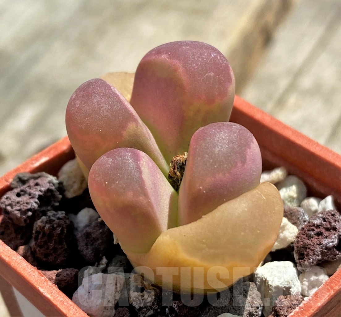 SHPR11781 Lithops optica 'Rubra'