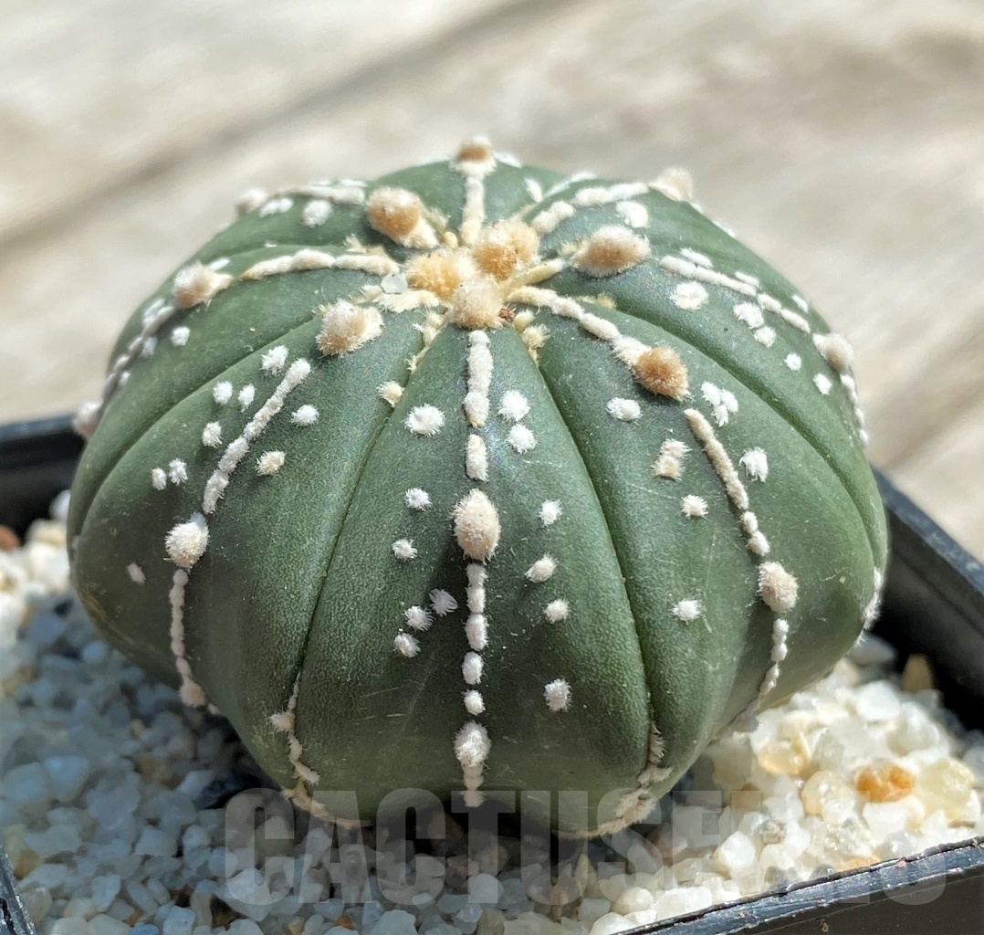 SHPR11783 Astrophytum asterias 'Super Kabuto' hybrid - Image 2