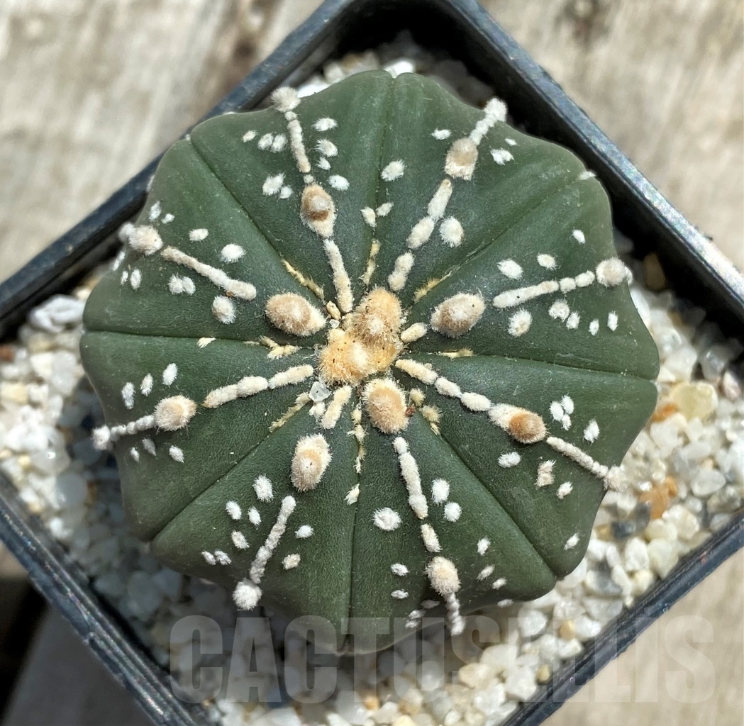 SHPR11783 Astrophytum asterias 'Super Kabuto' hybrid