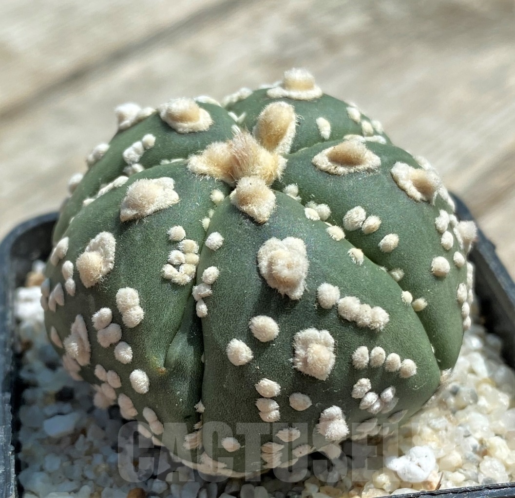 SHPR11784 Astrophytum asterias 'Super Kabuto' hybrid - immagine 2