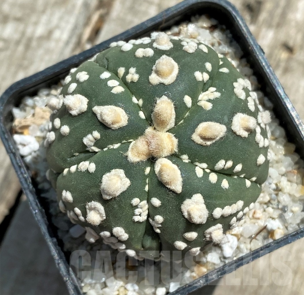 SHPR11784 Astrophytum asterias 'Super Kabuto' hybrid