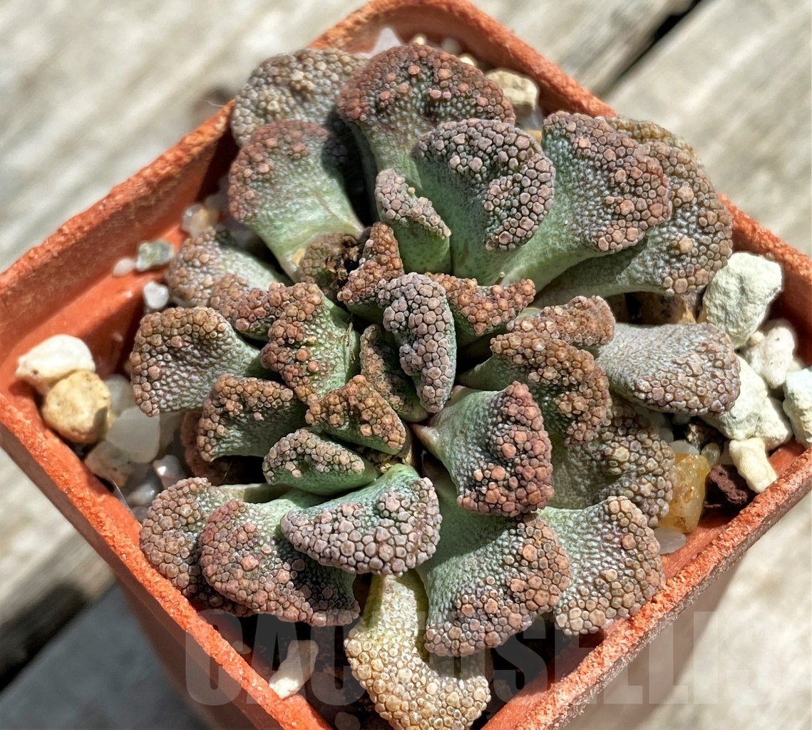 SHPR11785 Titanopsis calcarea -25km NW, of Brandvlei-