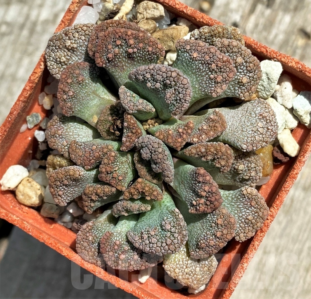 SHPR11785 Titanopsis calcarea -25km NW, of Brandvlei- - Зображення 2