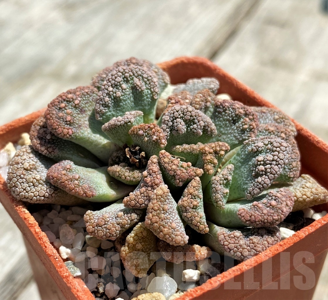 SHPR11785 Titanopsis calcarea -25km NW, of Brandvlei- - Зображення 3