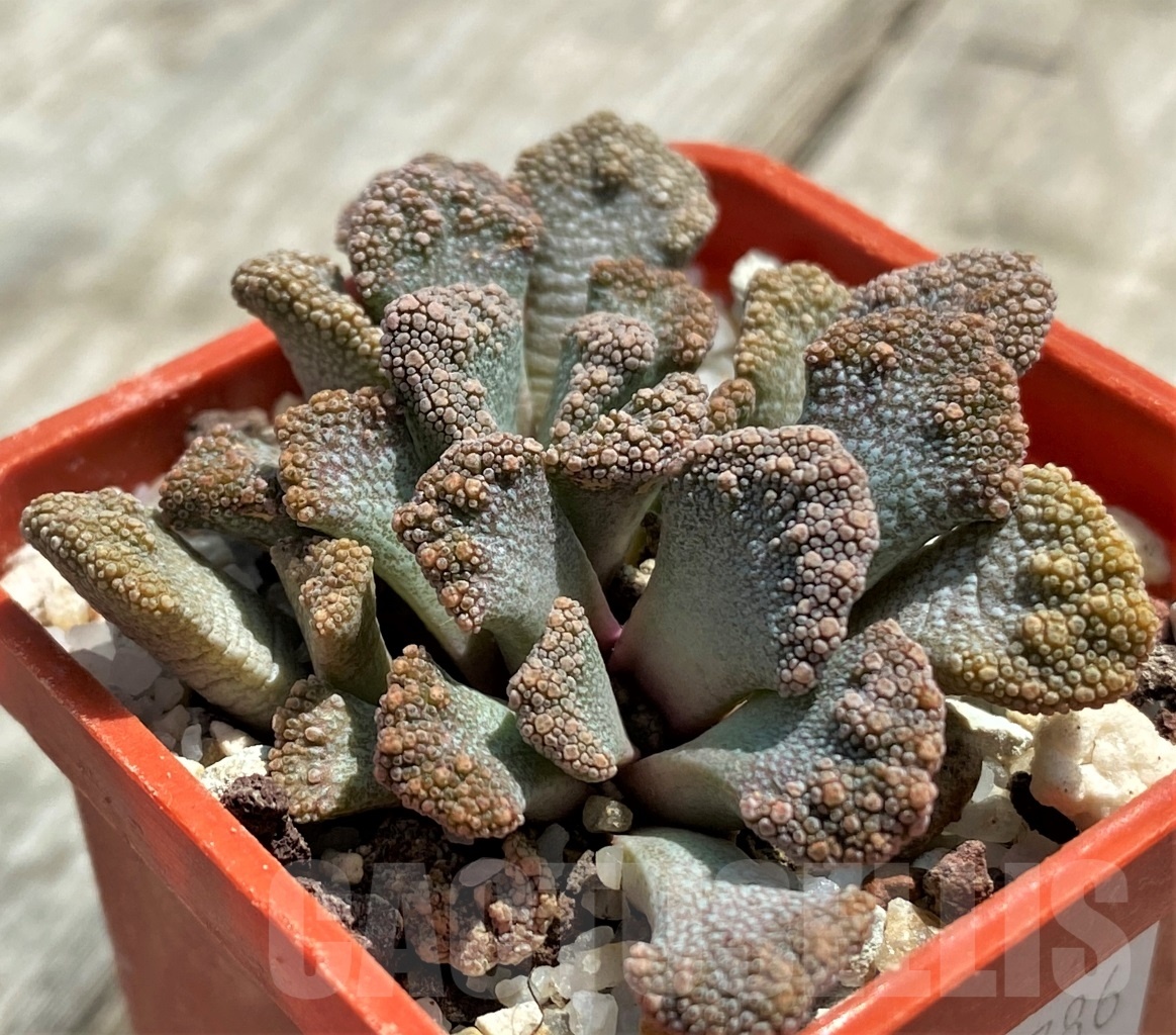 SHPR11786 Titanopsis calcarea -25km NW, of Brandvlei-