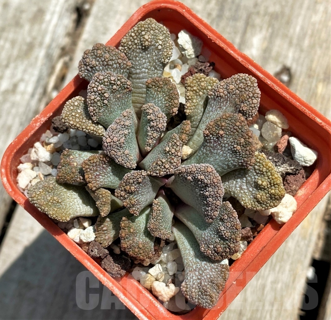 SHPR11786 Titanopsis calcarea -25km NW, of Brandvlei- - Зображення 2