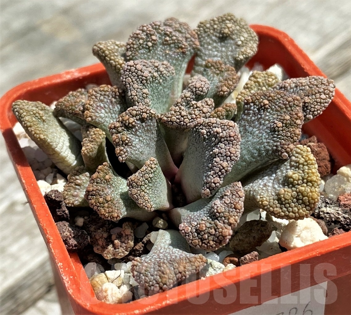 SHPR11786 Titanopsis calcarea -25km NW, of Brandvlei- - Зображення 3