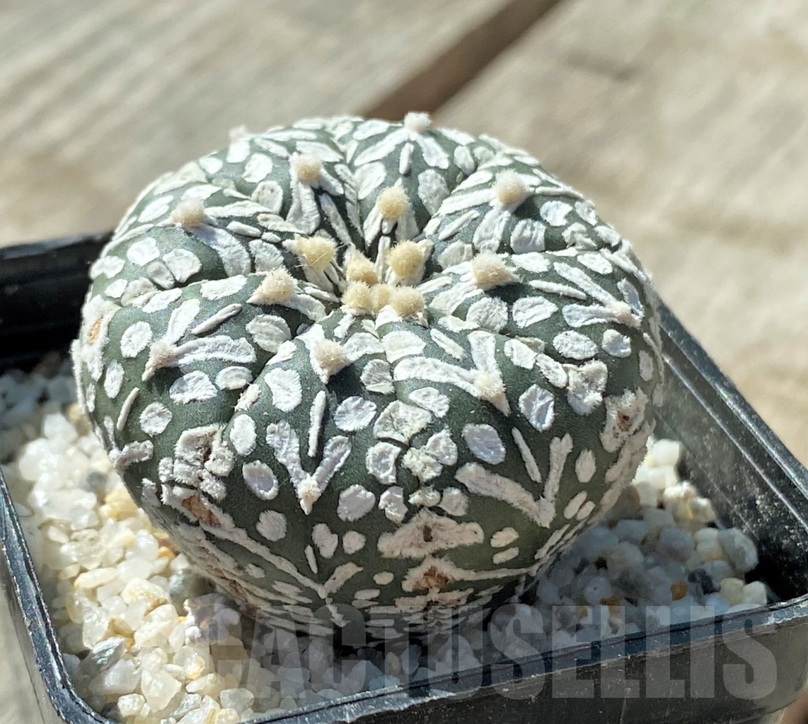 SHPR11790 Astrophytum asterias 'Super Kabuto' V-type - Зображення 2