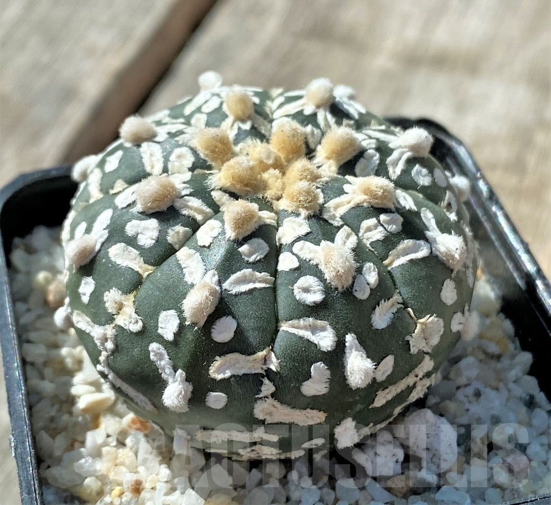 SHPR11791 Astrophytum asterias 'Super Kabuto' V-type - Image 2