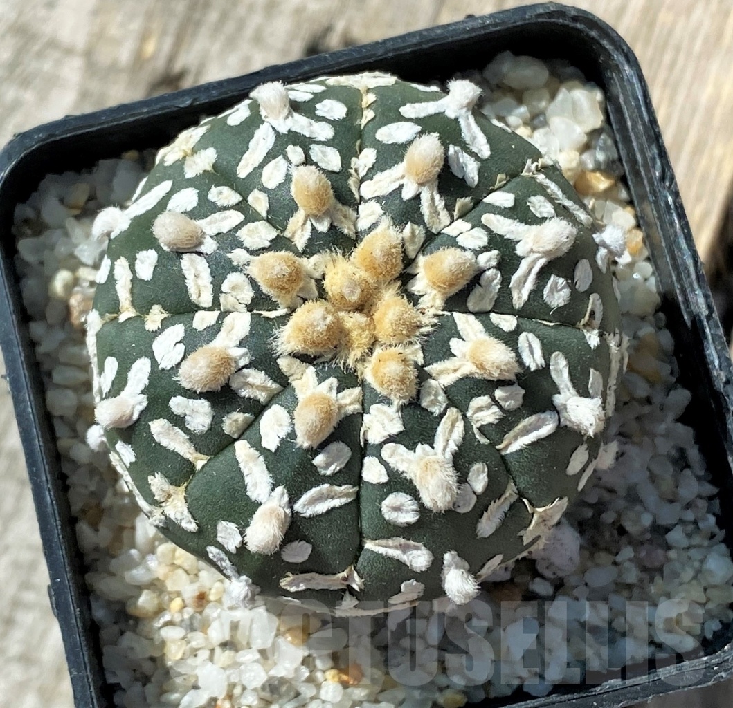 SHPR11791 Astrophytum asterias 'Super Kabuto' V-type