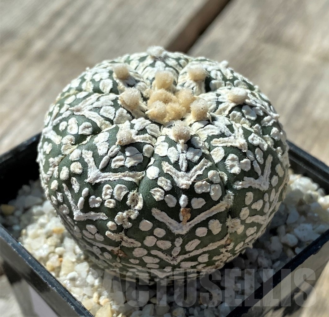 その他 OZWRT Spirit of Astrophytum SHPR6078 Astrophytum hybrid SK-ONZ (A. asterias cv