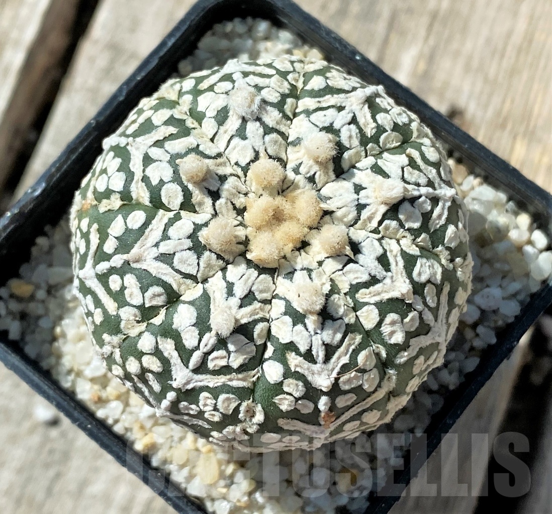 SHPR11792 Astrophytum asterias 'Super Kabuto' V-type