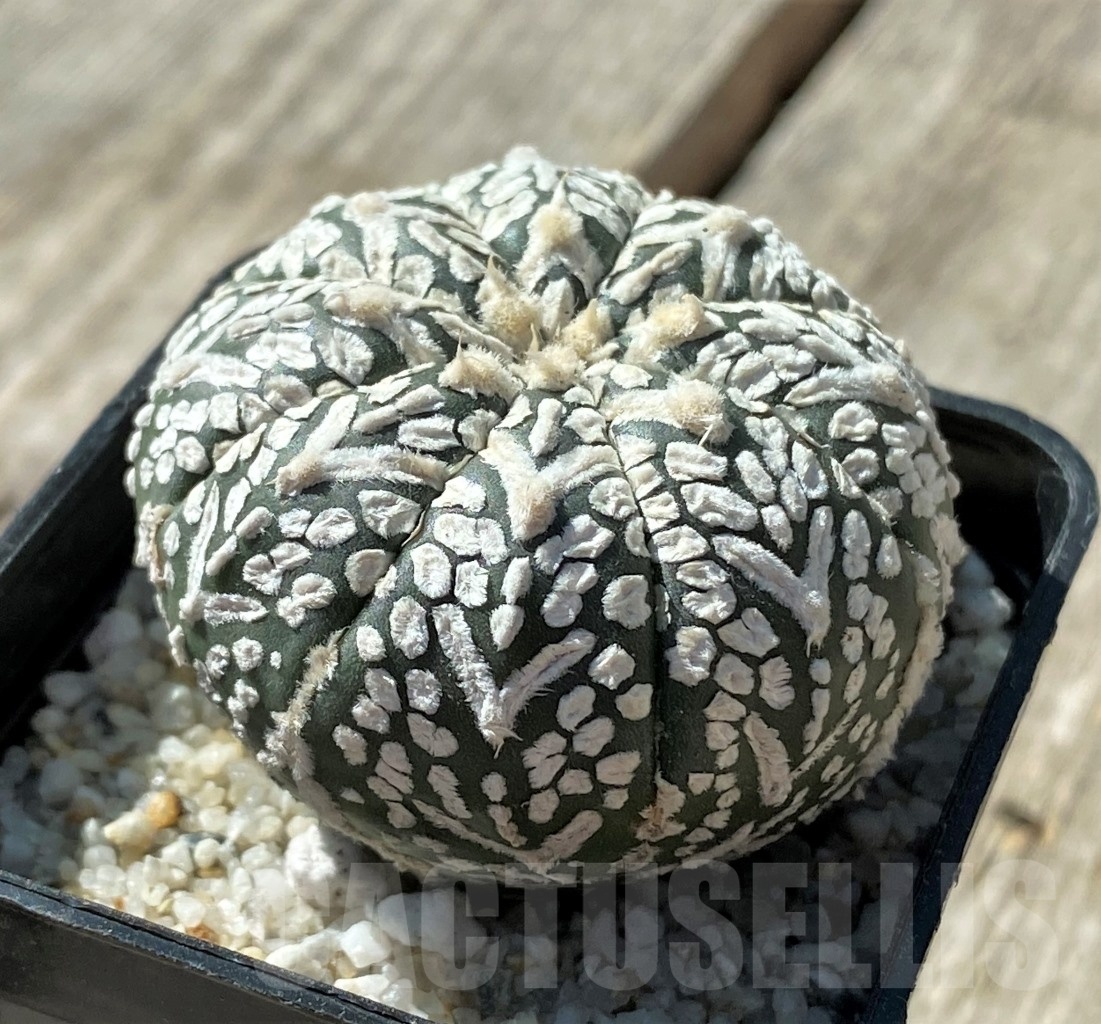 SHPR11793 Astrophytum asterias 'Super Kabuto' V-type - Image 2