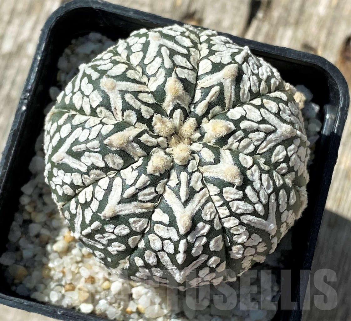 SHPR11793 Astrophytum asterias 'Super Kabuto' V-type