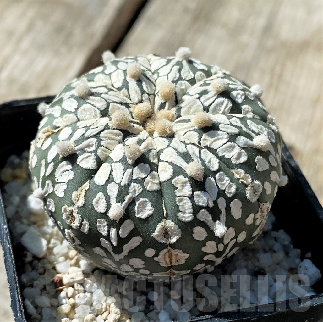 SHPR11794 Astrophytum asterias 'Super Kabuto' V-type - Image 2