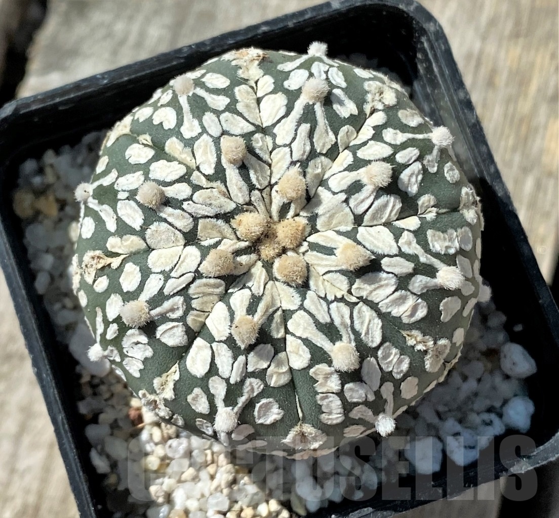 SHPR11794 Astrophytum asterias 'Super Kabuto' V-type