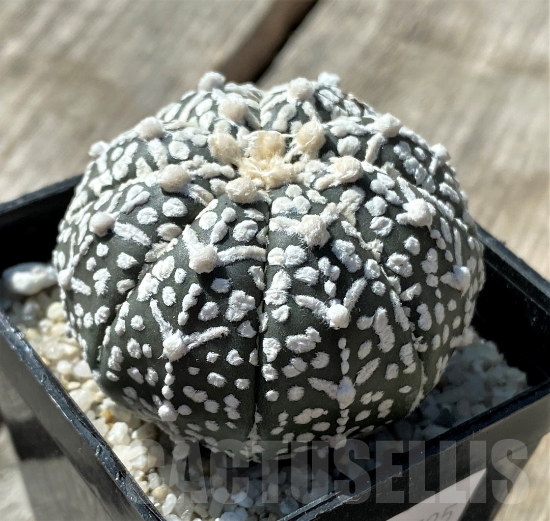 SHPR11795 Astrophytum asterias 'Super Kabuto' V-type - Image 2