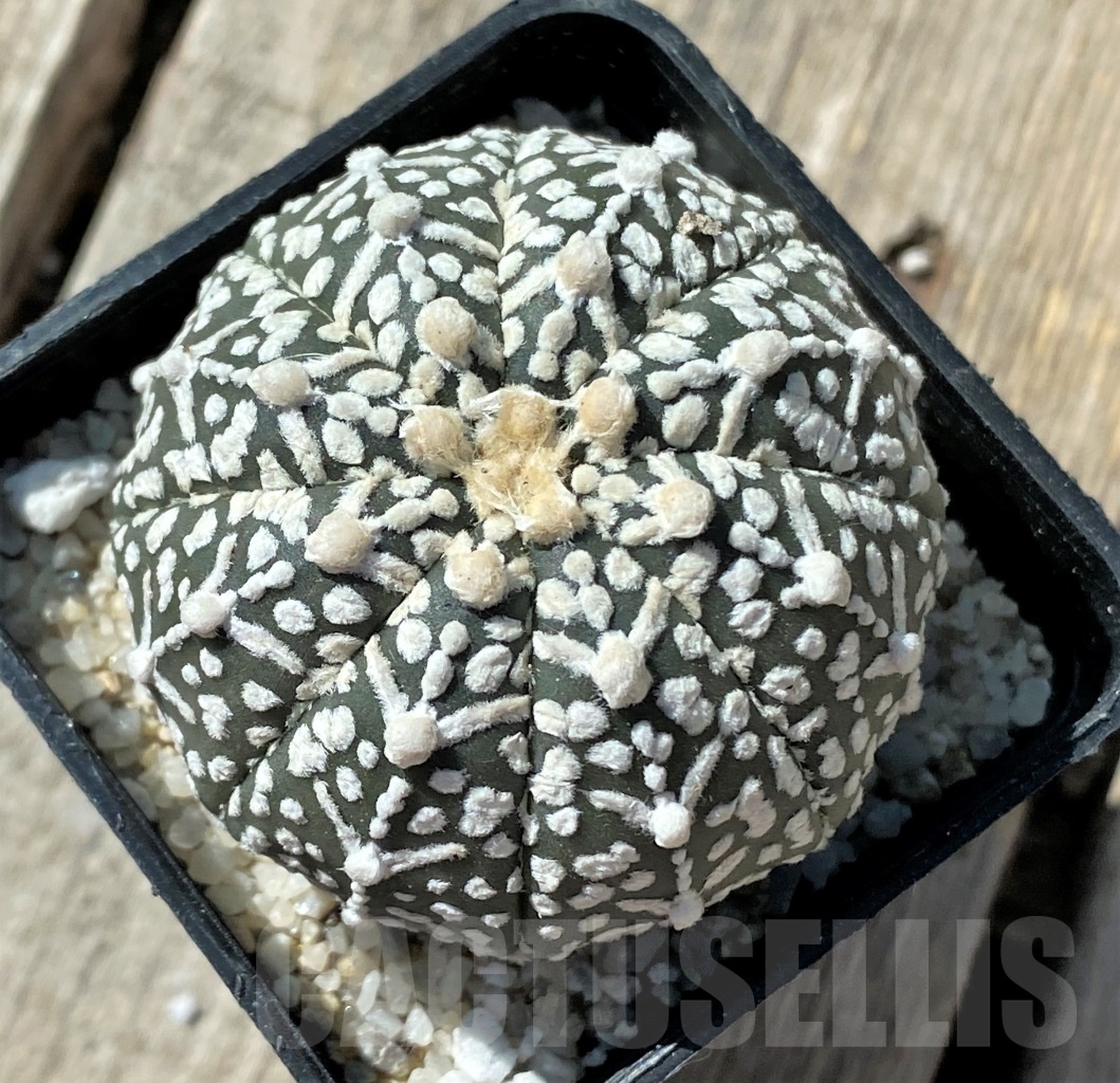 SHPR11795 Astrophytum asterias 'Super Kabuto' V-type