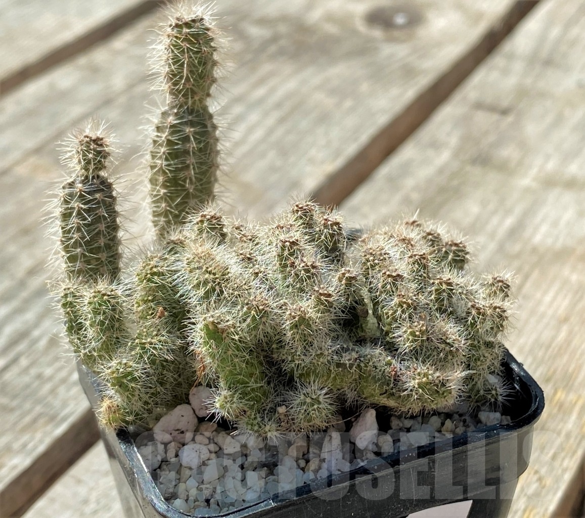 SHPR11796 Echinopsis sp. f. cristata