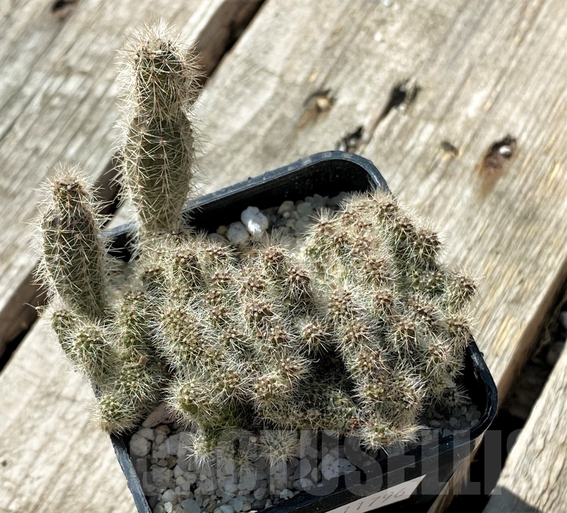 SHPR11796 Echinopsis sp. f. cristata - Image 2