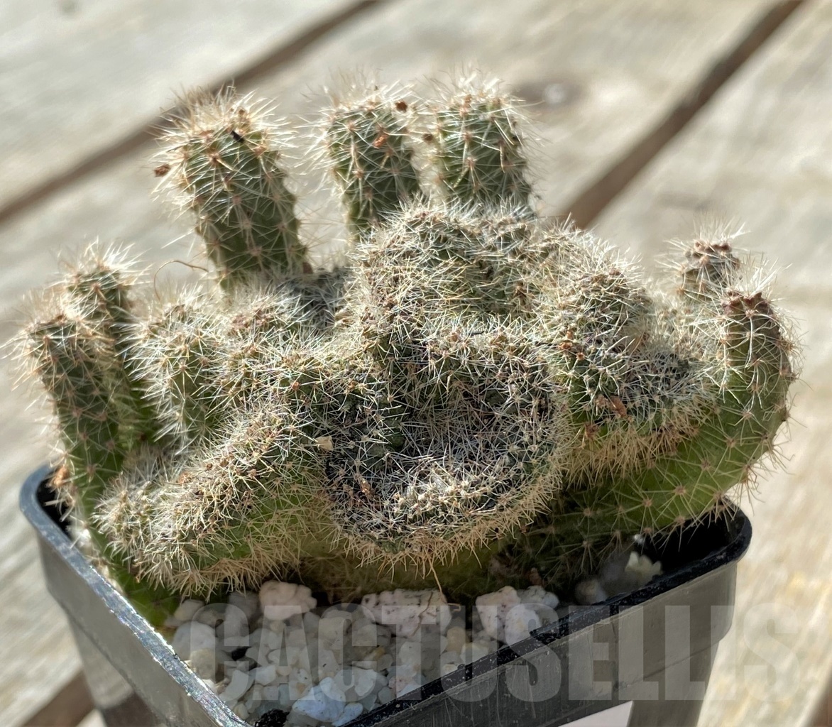SHPR11797 Echinopsis sp. f. cristata