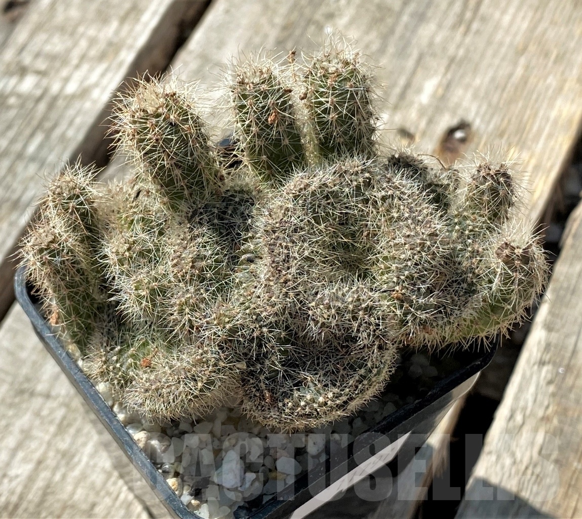 SHPR11797 Echinopsis sp. f. cristata - Image 2