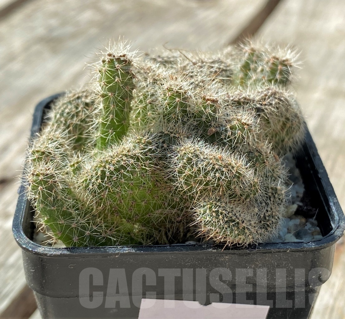 SHPR11798 Echinopsis sp. f. cristata - Image 2