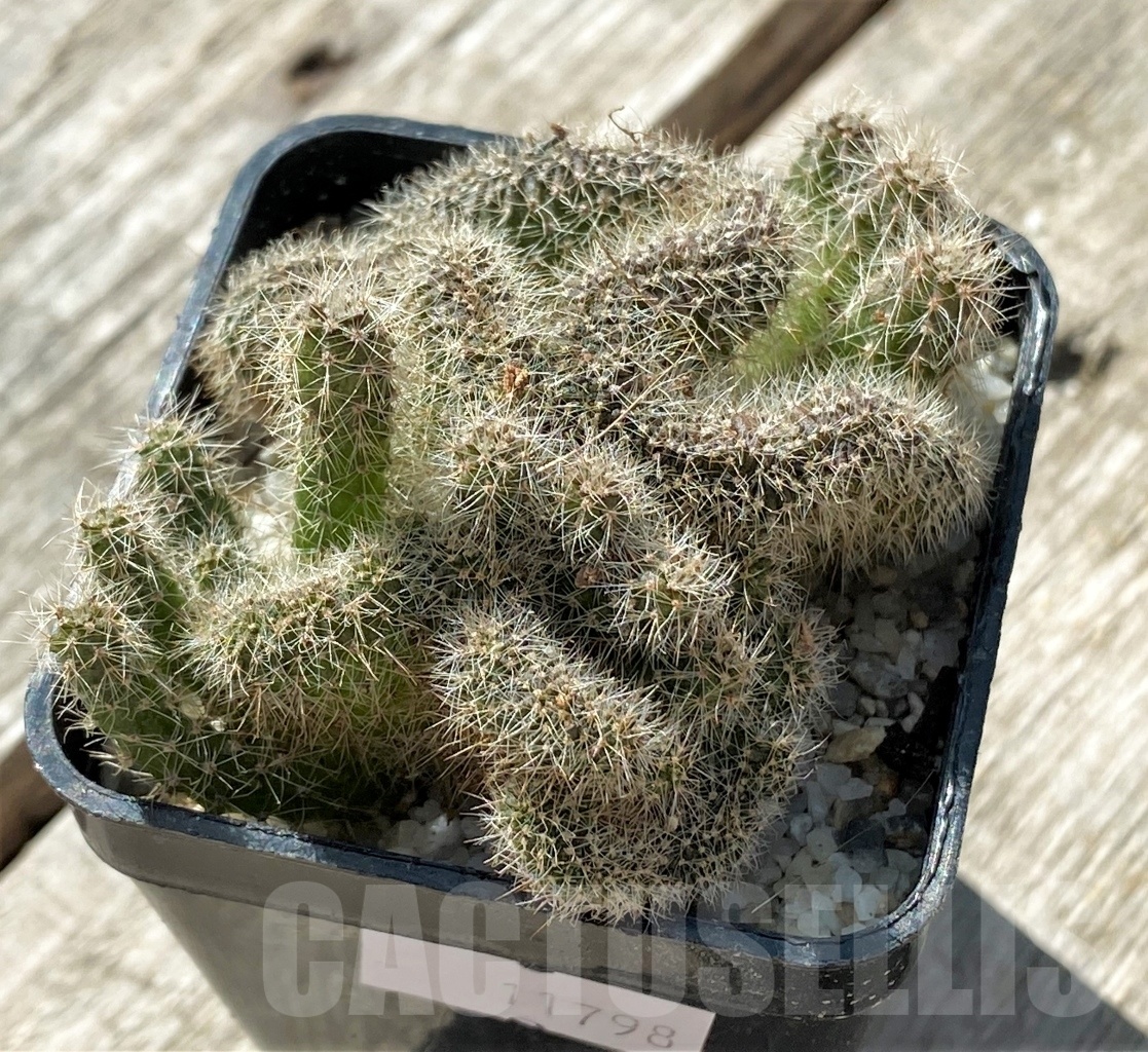 SHPR11798 Echinopsis sp. f. cristata