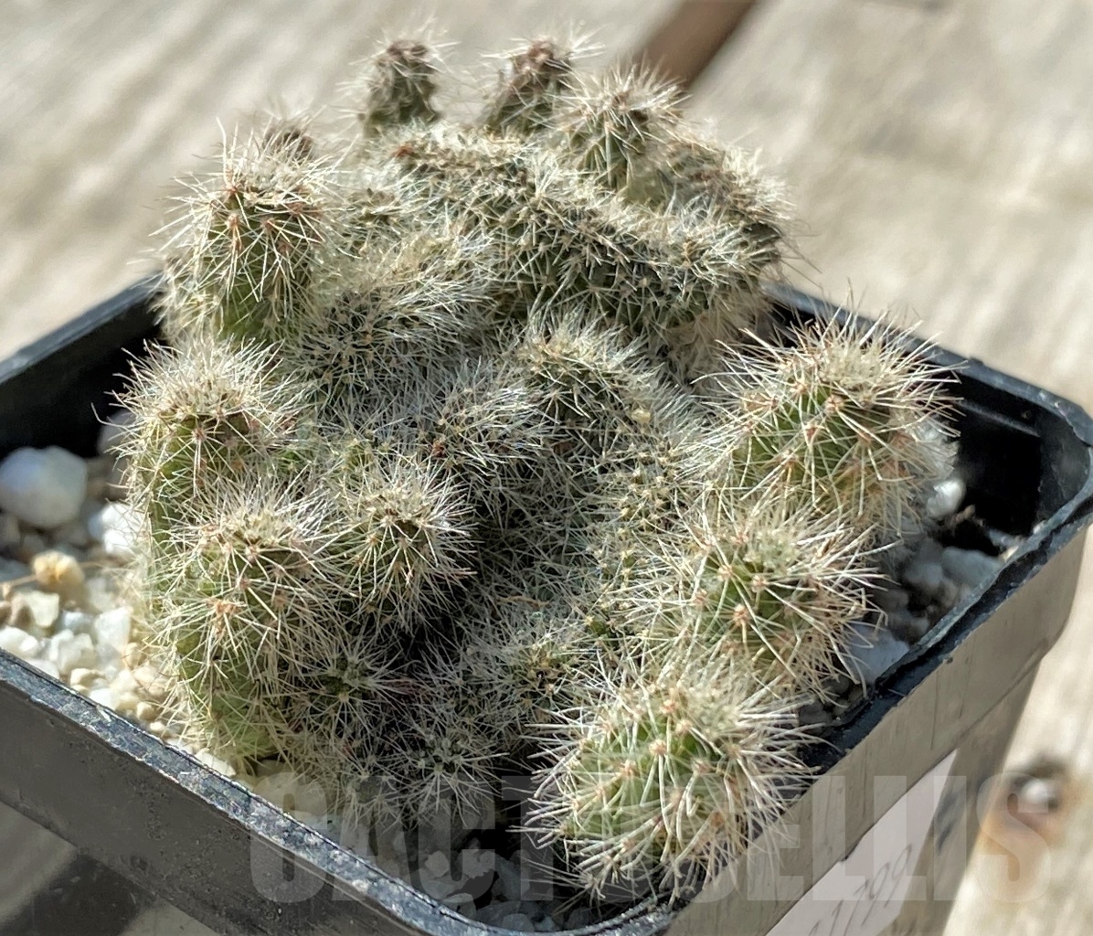 SHPR11799 Echinopsis sp. f. cristata