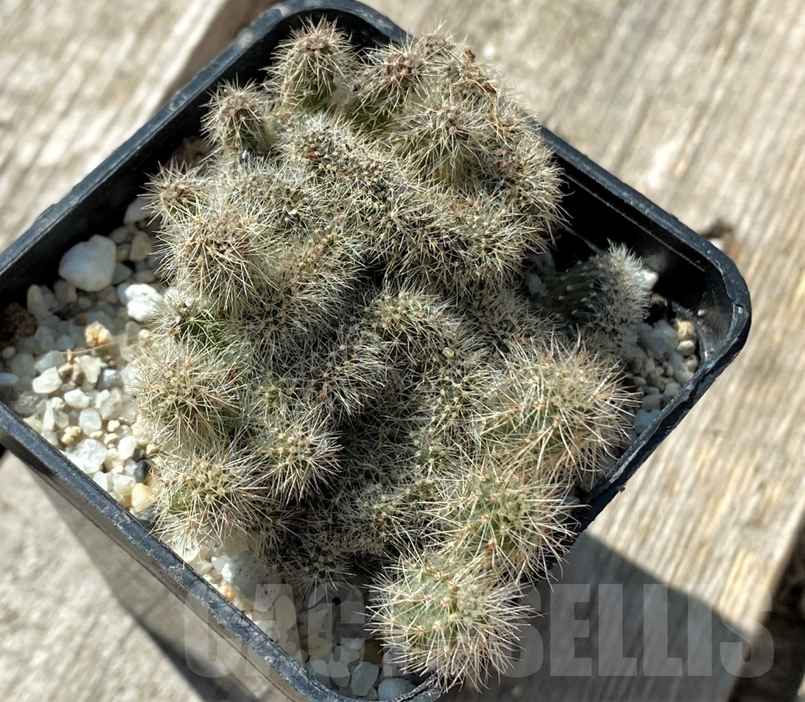 SHPR11799 Echinopsis sp. f. cristata - Image 2