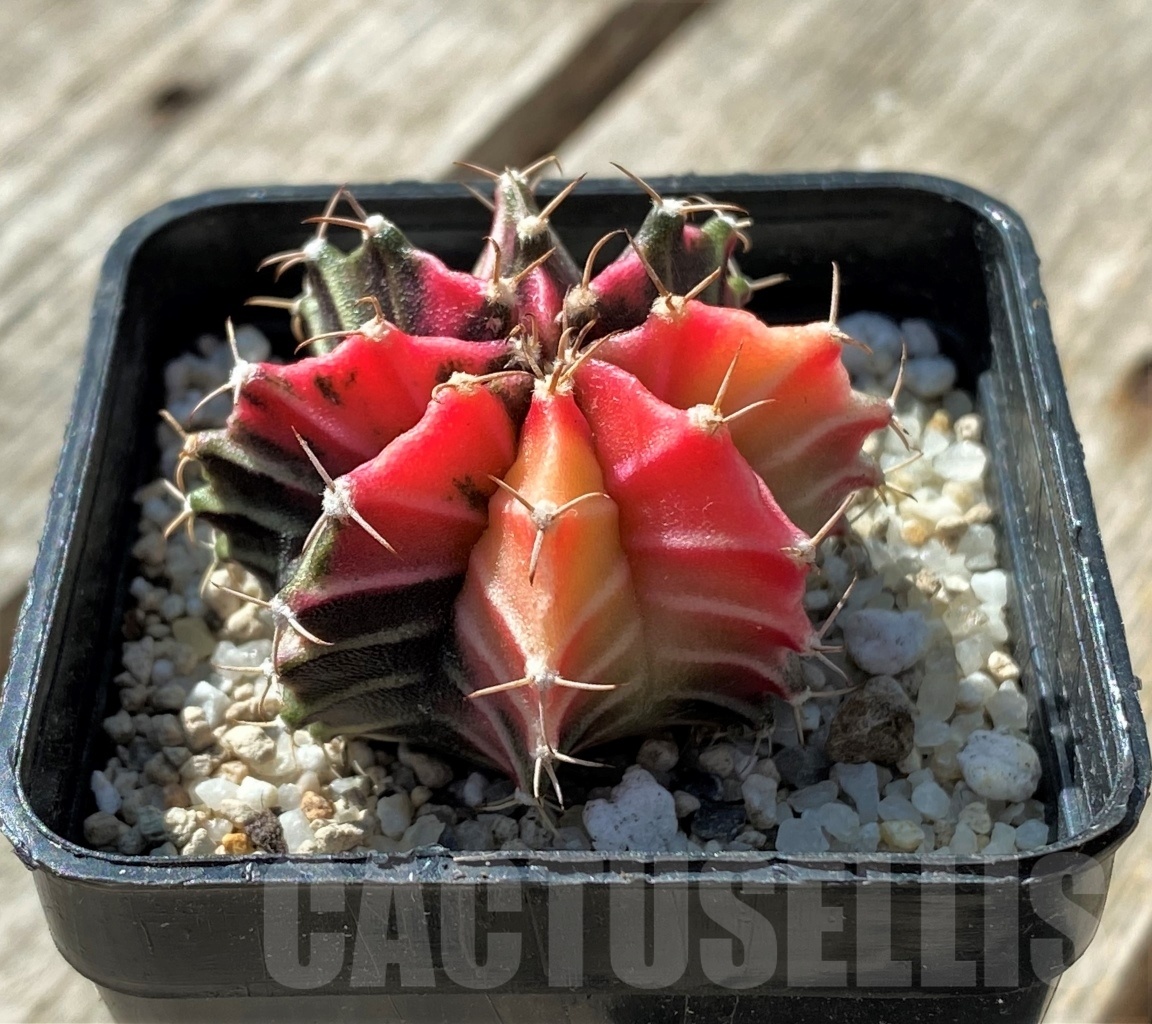 SHPR11800 Gymnocalycium mihanovichii variegata