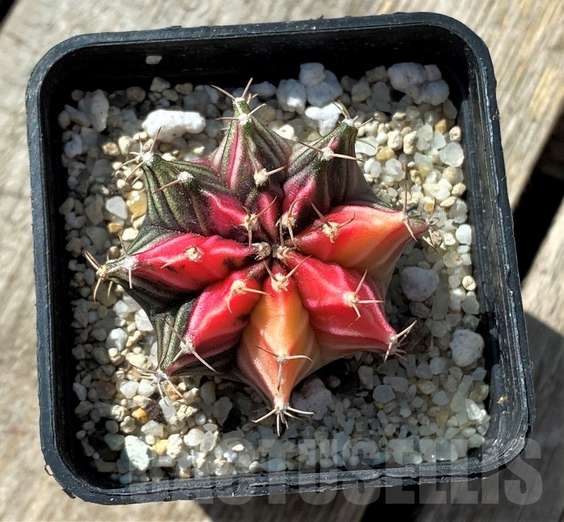 SHPR11800 Gymnocalycium mihanovichii variegata - Image 2